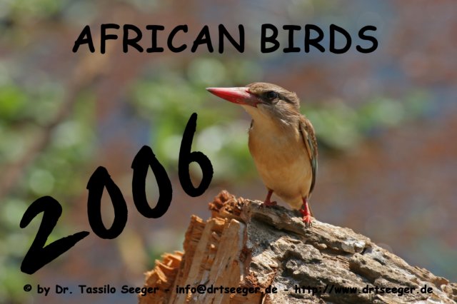 africanbirds2006.jpg
