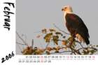 africanfisheagle_small.jpg