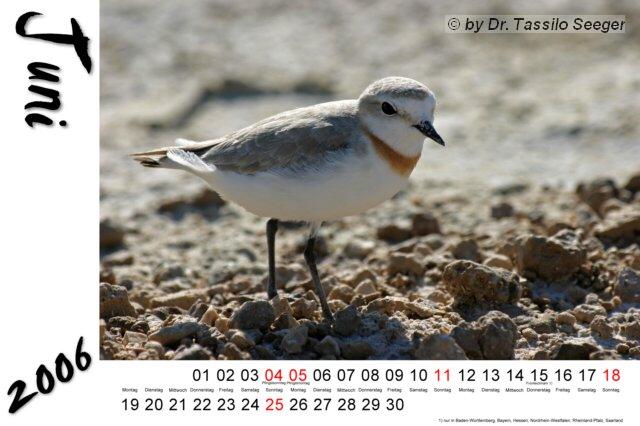 chestnutbandedplover.jpg