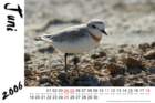 chestnutbandedplover_small.jpg