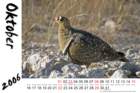 doublebandedsandgrouse_small.jpg