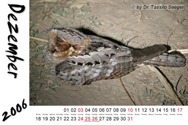 fieryneckednightjar.jpg