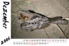 fieryneckednightjar_small.jpg