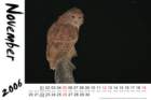 pelsfishingowl_small.jpg