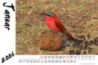 southerncarminebeeeater_small.jpg